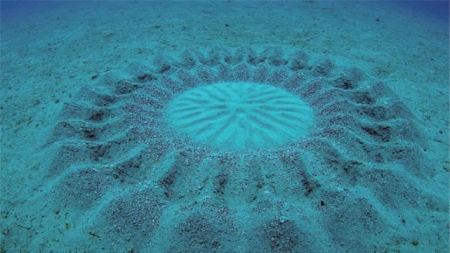 这种海底惊现“麦田怪圈”，是谁创作？