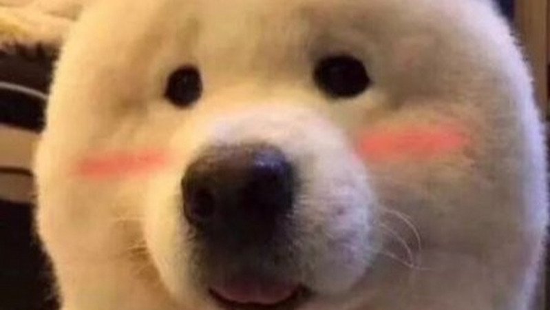你养的宠物，很可能是潜伏在你家的拆迁队...