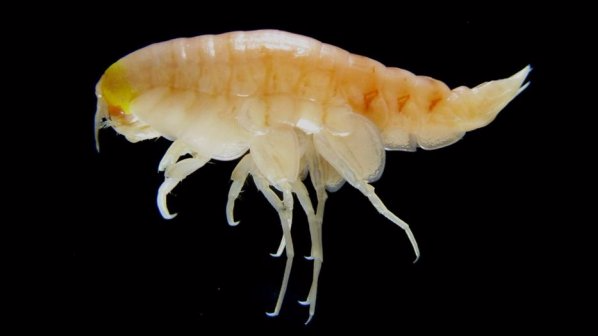 深海悲歌——人造有机毒物