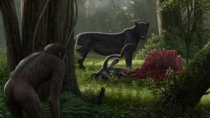 人类祖先在400万年前就将食肉动物逼上绝路？