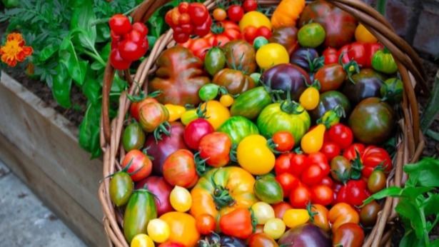 蓝妖：小番茄种植方法和注意事项，掌握这3点，番茄多多