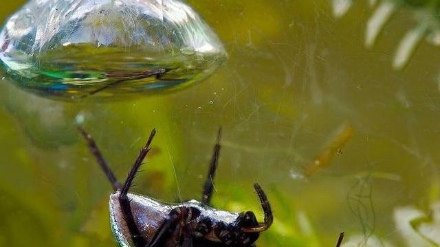 热带蜘蛛没有鳃，却能潜水30分钟，它们是如何做到的？