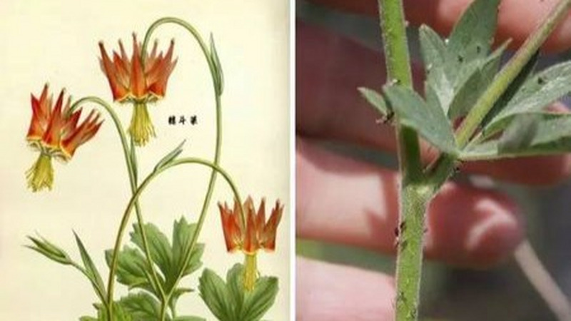 不会动的植物，是如何抵御入侵者的？