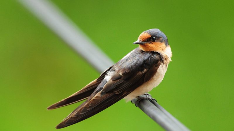 鸟类没有外耳，如何感知声源？
