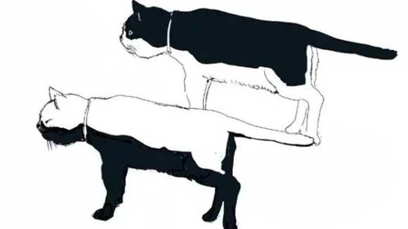 为什么只有黑背白肚子的猫，没有黑肚子白背猫？