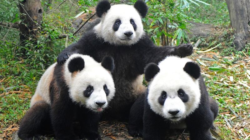 熊猫为何被降级为“易危”？会对保护产生什么影响？