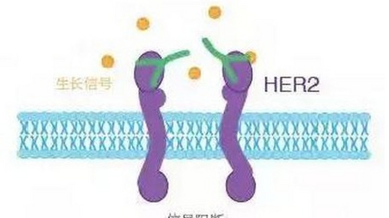 2019拉斯克奖之临床医学研究奖：靶向药赫赛汀的发现