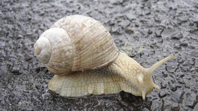 蜗牛是如何得到自己的外壳的？
