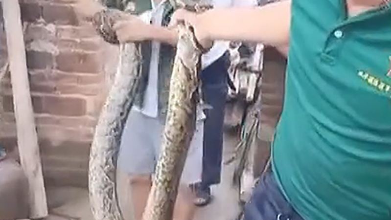 3米、30斤蟒蛇进村“偷吃鸡”！曾有巨蟒吞人，该不该放生？