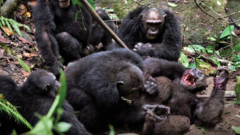 贡贝黑猩猩战争是怎么回事？