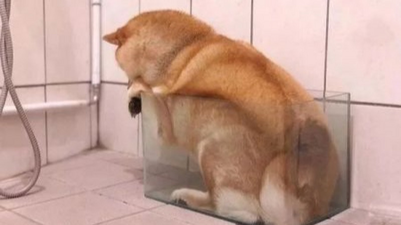 为什么千万不能在狗狗面前说它胖？