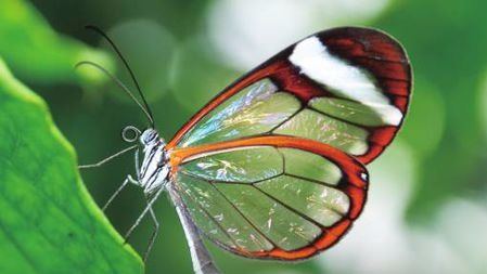 现实版“隐形的翅膀”，这种蝴蝶的翅膀竟是透明的！