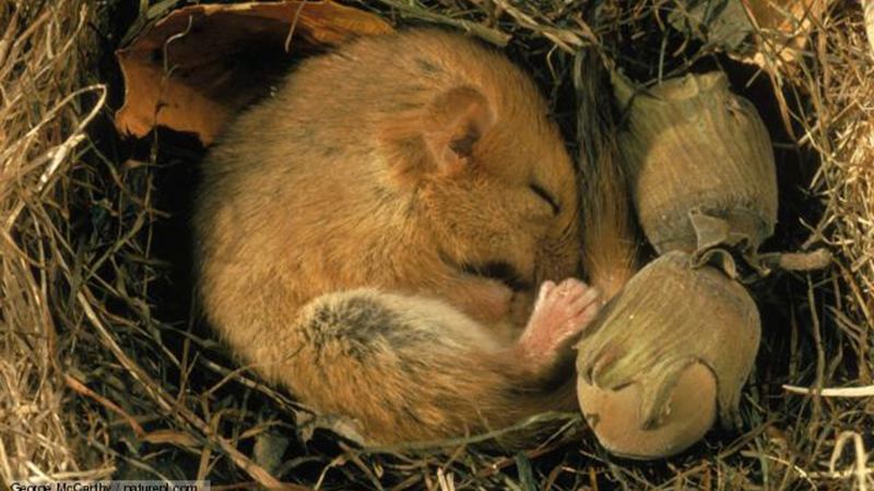 人类对小动物冬眠知多少？