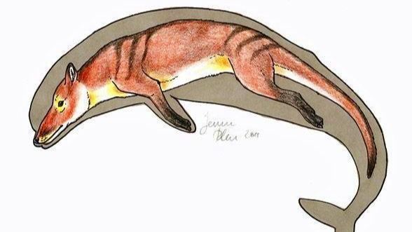 800万年3个快速进化阶段，鲸鱼祖先从小狗模样进化成海洋巨兽
