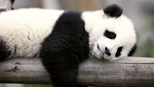 为什么大熊猫总是懒洋洋的？这得从它们吃的竹子说起的头图