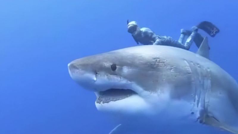 潜水员拍到巨型大白鲨，体长6米，算海洋巨物吗？的头图