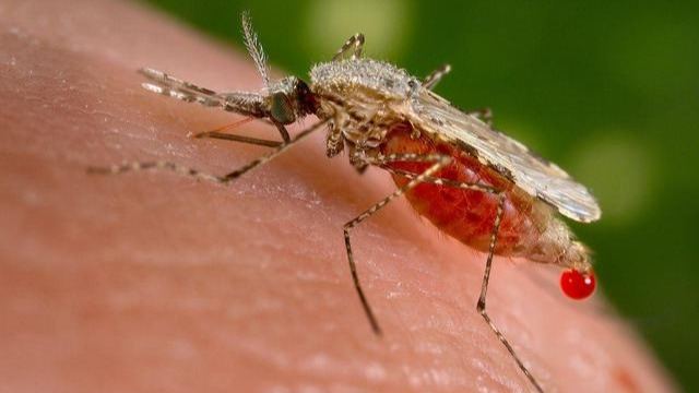 蚊子在地球上有什么用，为什么不通过基因手段将其全部消灭？