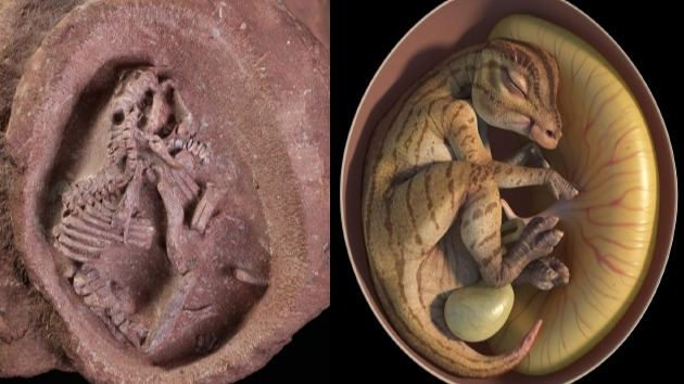 中国发现迄今为止科学记录最完整的鸭嘴龙胚胎