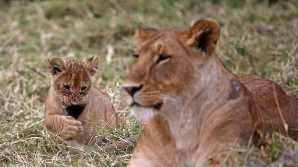 如果狮王被自己儿子打败，狮群里的母狮会被如何对待？