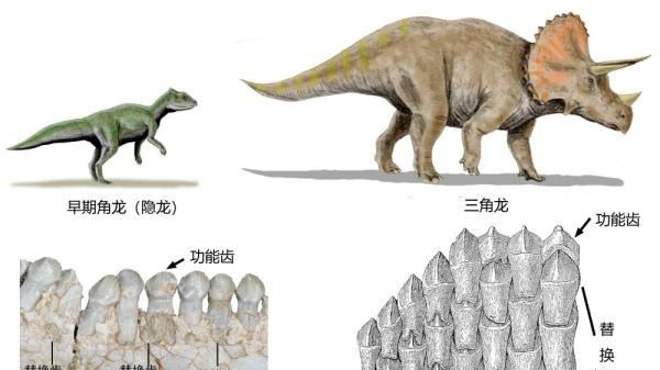恐龙如何换牙？古生物学者揭秘古老角龙换牙方式的头图