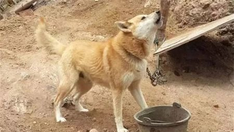 俗语“好狗绝不在家中”，为何土狗临死前要离开家，是啥原因？
