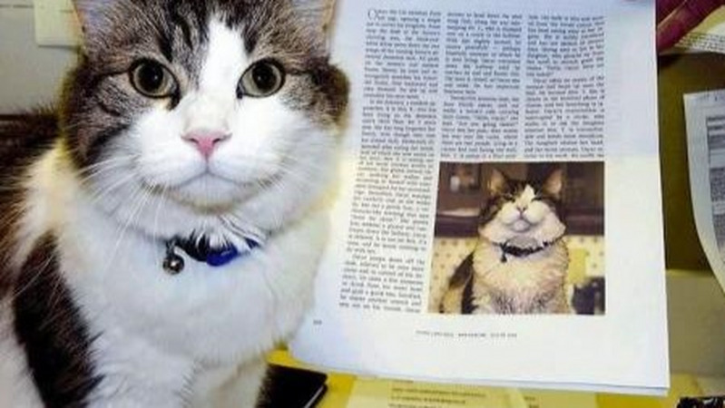 一只预测死亡的猫，成功预测死亡25次，它真的有超自然能力吗？