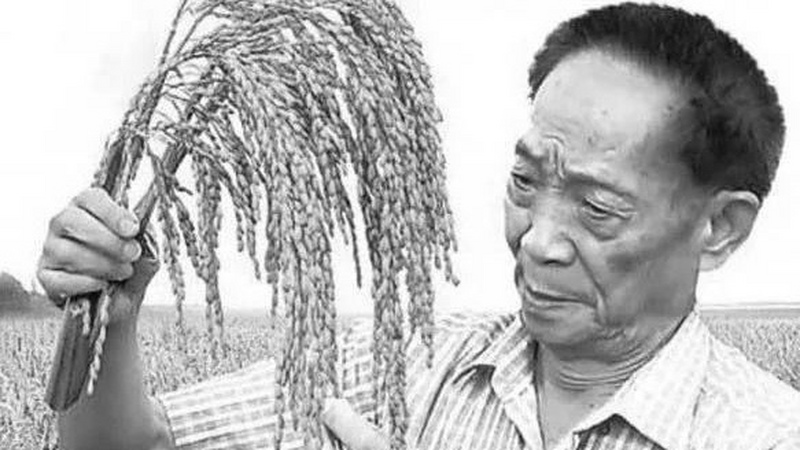 袁隆平小传：亩产1000公斤不吹牛，功比天高的杂交水稻之父