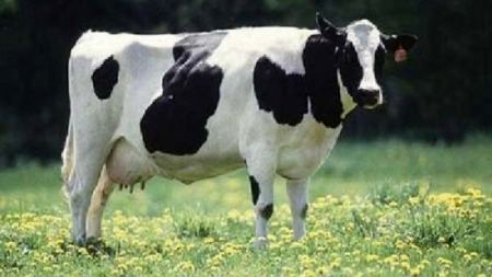 世界上的奶牛都是黑白花纹吗？