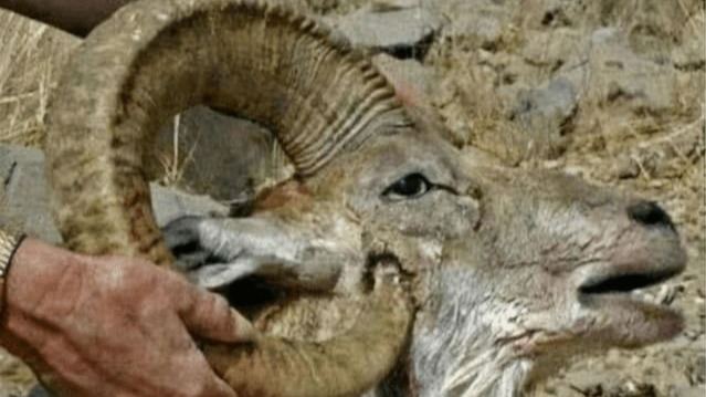 太憋屈！盘羊被自己的角“戳死”，演化失误的它亲眼看着死亡到来