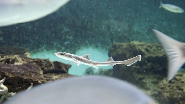 意大利鲨鱼首例“孤雌生殖”现象：“处女”生殖，究竟怎么发生？