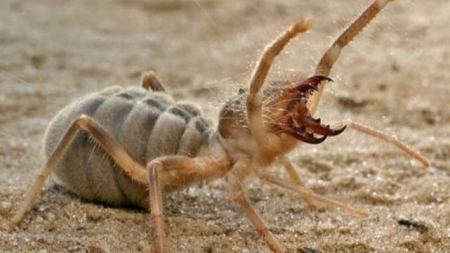 沙漠里的骆驼蜘蛛为什么会追着人跑？