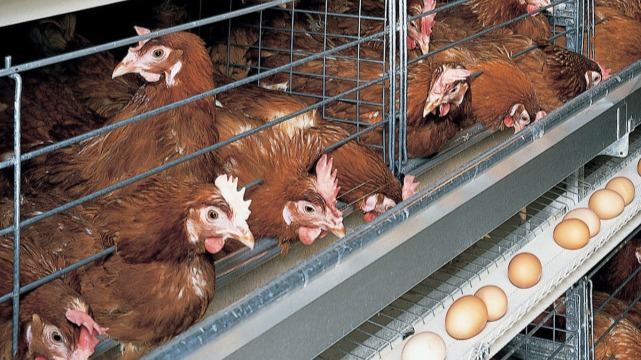 为什么鸡这么能下蛋？它们在野外一年能下多少蛋？