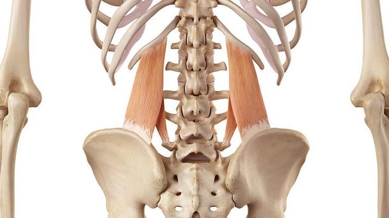 【体态矫正】通过松解、拉伸、强化训练腰方肌恢复骨盆平衡的头图