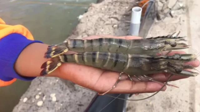 一条管饱的巨型对虾！中国本土就有，为什么买到的却都是进口的？