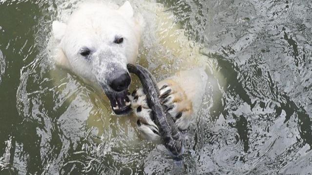 北极熊或将无法生存？最古老的冰层裂开一个巨大的洞的头图
